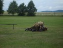 DSC06255.JPG